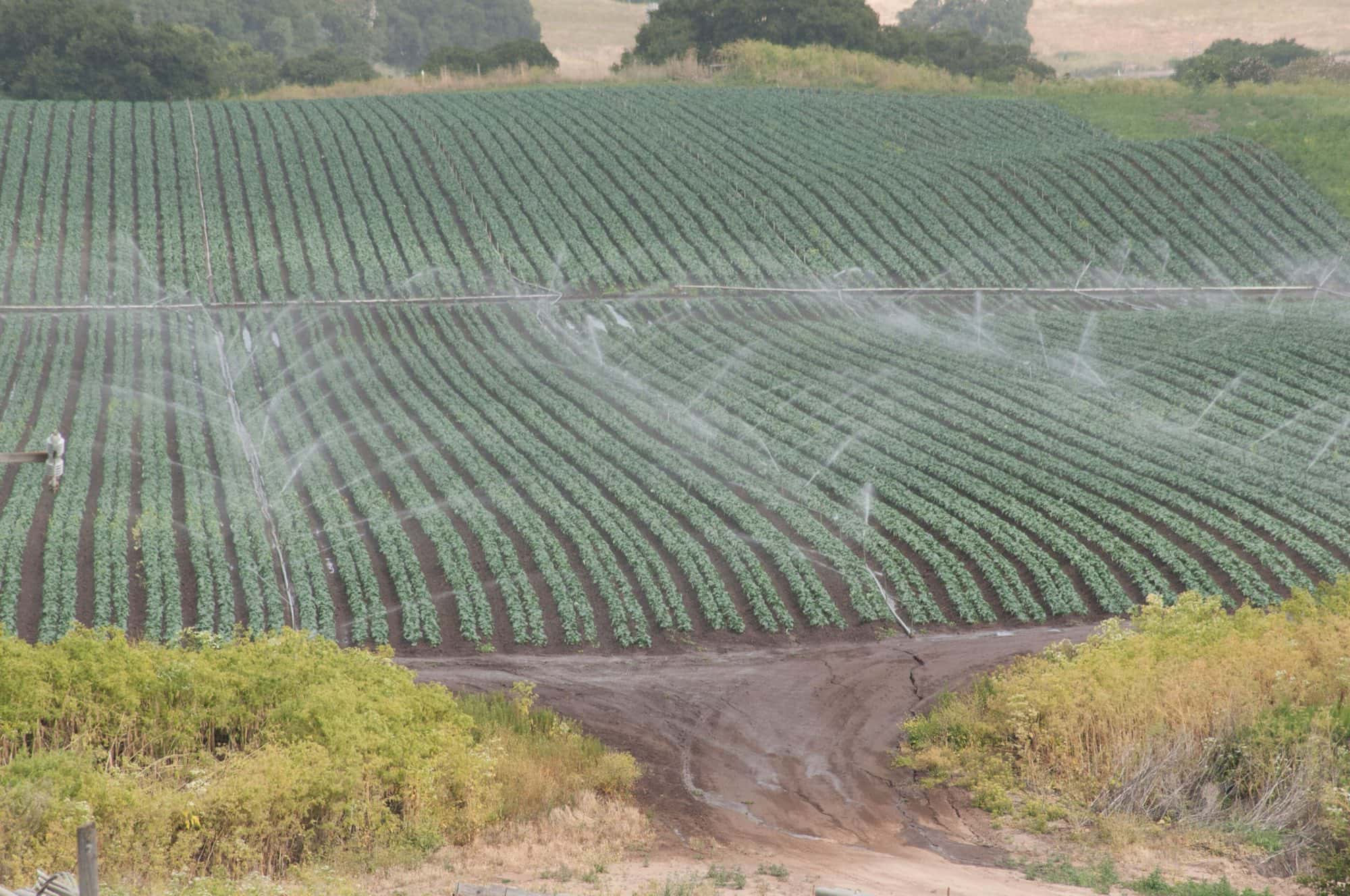 Rows of lettuce in a field